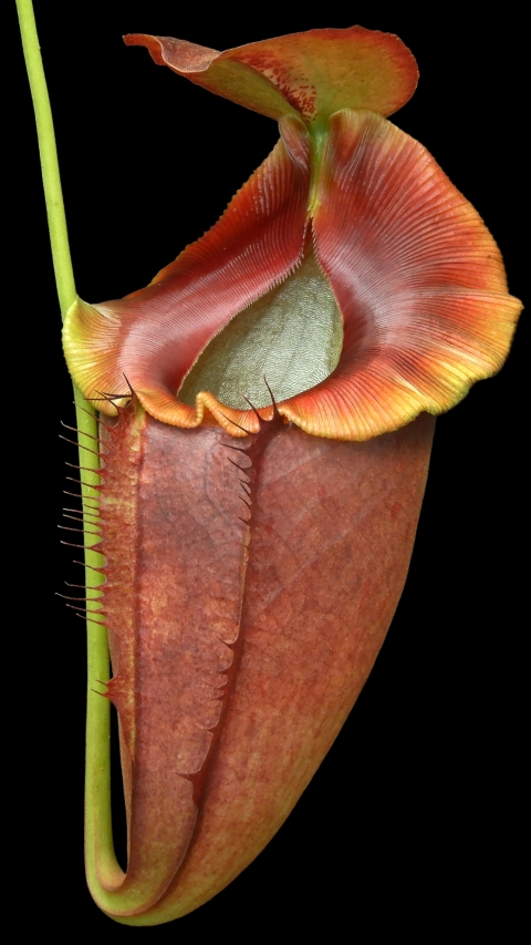 N. spathulata x tenuis - assorted clones:  BE-3981